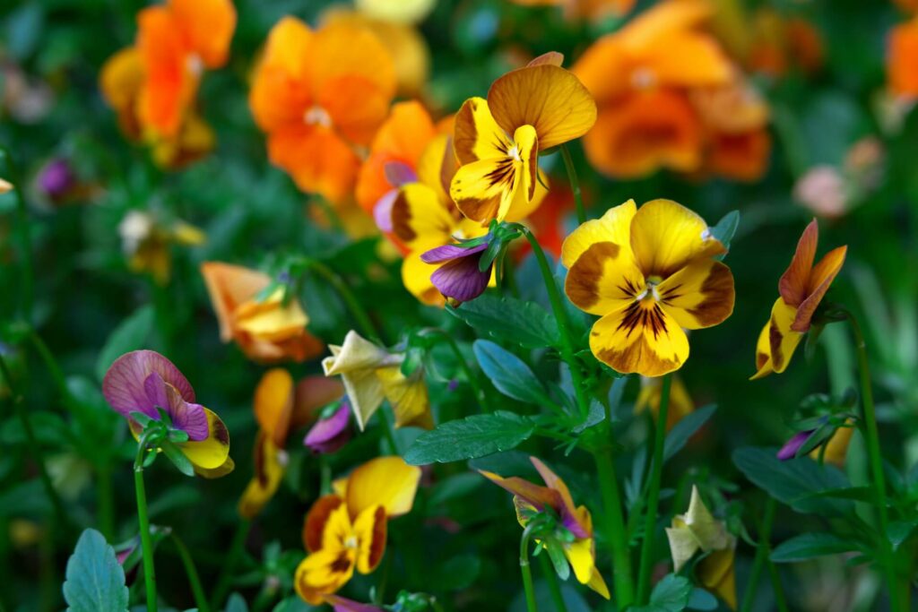 projektowanie małych ogródków